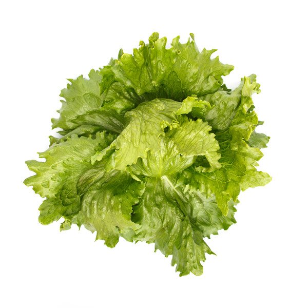 Rijk Zwaan Jasperinas Iceberg