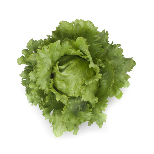 Rijk Zwaan Santarinas Iceberg