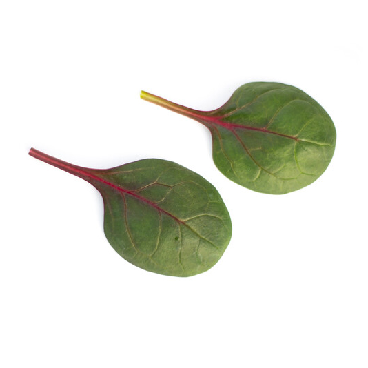 Rijk Zwaan Red Tabi