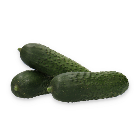 Rijk Zwaan Ilonara